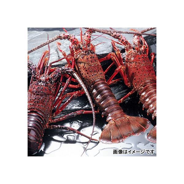 定番人気格安 三重 His Id H His地球旅市場 通販 Paypayモール 活伊勢えび ５２０ｇ 直送品 お取り寄せグルメ ギフト プレゼント Hot送料無料 Socrates Nl