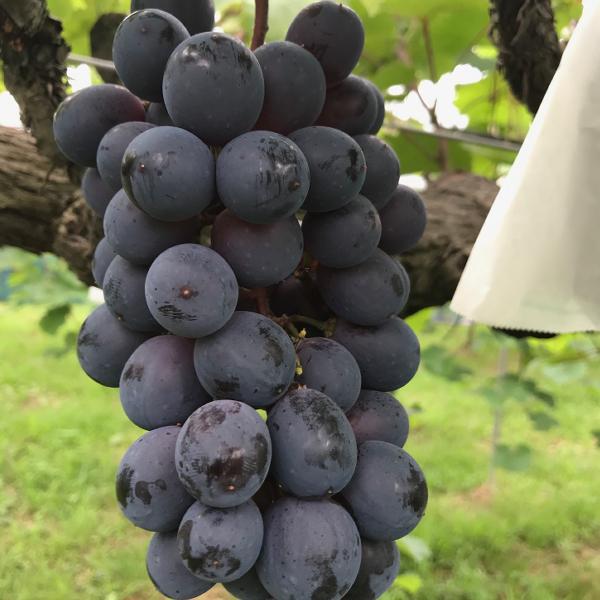 【クール便】おまかせ 4房 ぶどう 葡萄 ぶどう 糖度高め 贈答 進物 高妻 ぶどう品種おまかせセット 食べ比べ ぶどう ブドウ 葡萄