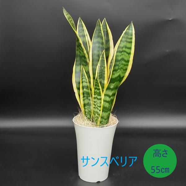 hisayamaueki8787_ec-k0078