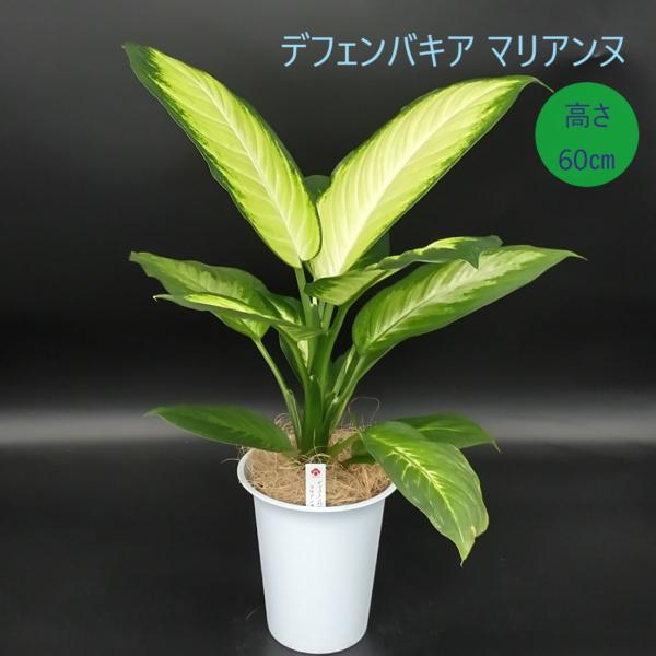 hisayamaueki8787_ec-k0093