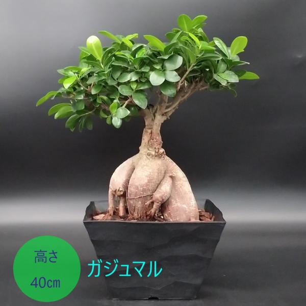 ガジュマル 多幸の樹 幸せを呼ぶ木 8号 セラアート鉢 : 久山植木
