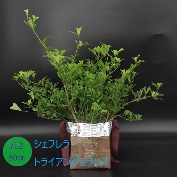 hisayamaueki8787_ec-k0116