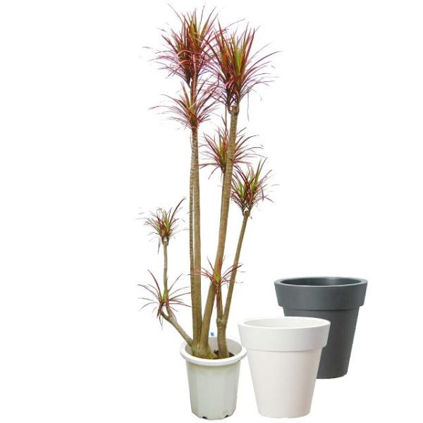 観葉植物 コンシンネ レインボーの人気商品 通販 価格比較 価格 Com