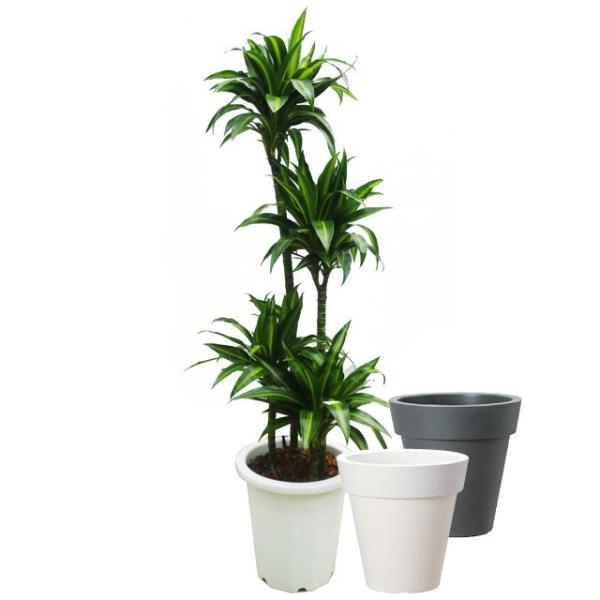 観葉植物 10号 ドラセナの人気商品 通販 価格比較 価格 Com