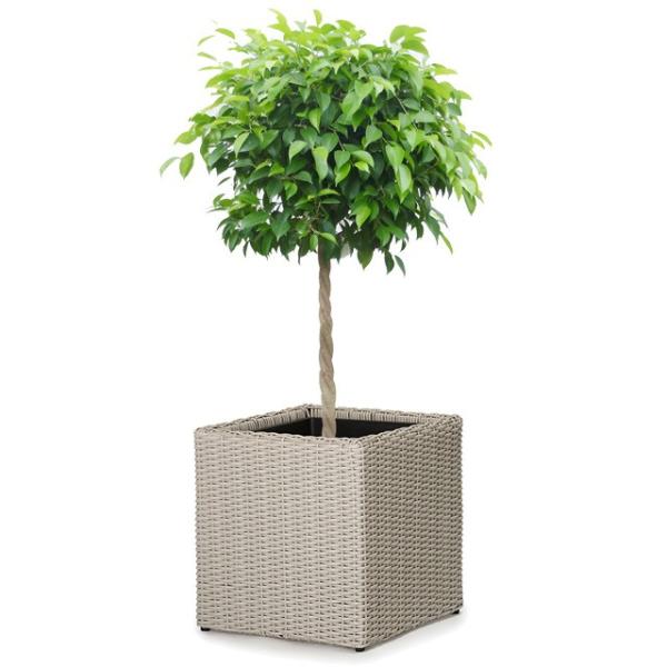 観葉植物 8号 ベンジャミンの人気商品 通販 価格比較 価格 Com