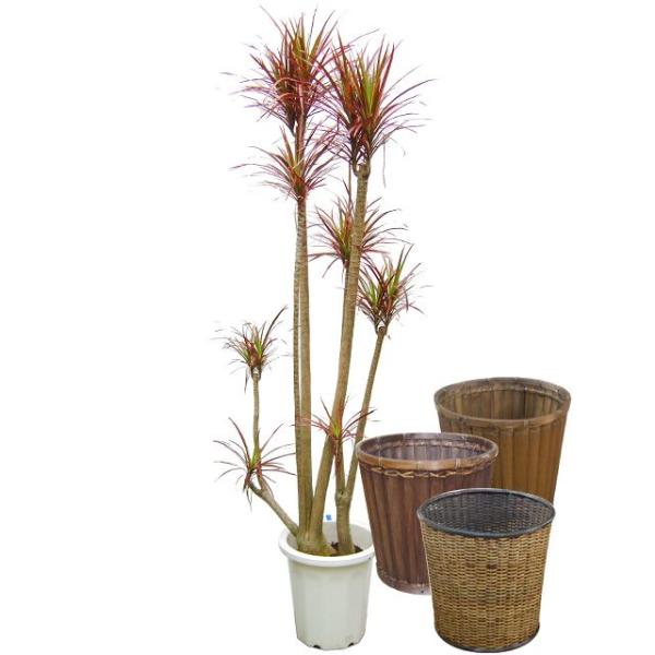 観葉植物 コンシンネ レインボーの人気商品 通販 価格比較 価格 Com