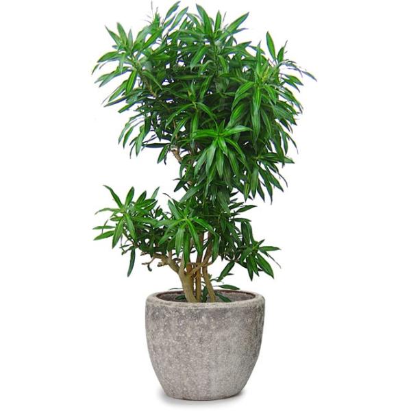 観葉植物 ソングオブジャマイカの人気商品 通販 価格比較 価格 Com