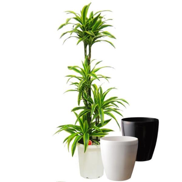観葉植物 10号 ドラセナの人気商品 通販 価格比較 価格 Com