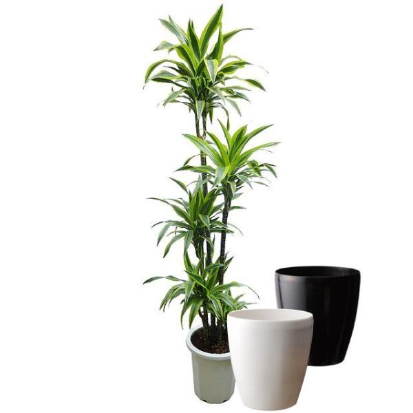 レモン 観葉植物の人気商品 通販 価格比較 価格 Com