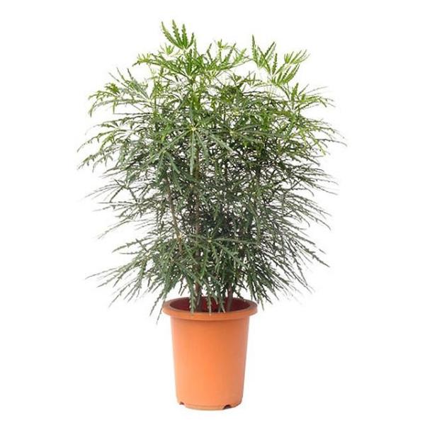 観葉植物 アラレアの人気商品 通販 価格比較 価格 Com