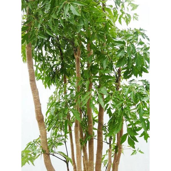 タイワンモミジ 10号サイズ Buyee Buyee Japanese Proxy Service Buy From Japan Bot Online