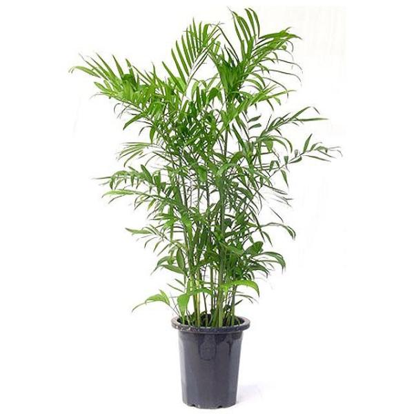 観葉植物 細いの人気商品 通販 価格比較 価格 Com