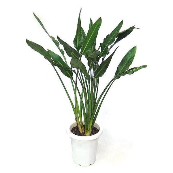 ストレリチア 観葉植物の人気商品 通販 価格比較 価格 Com
