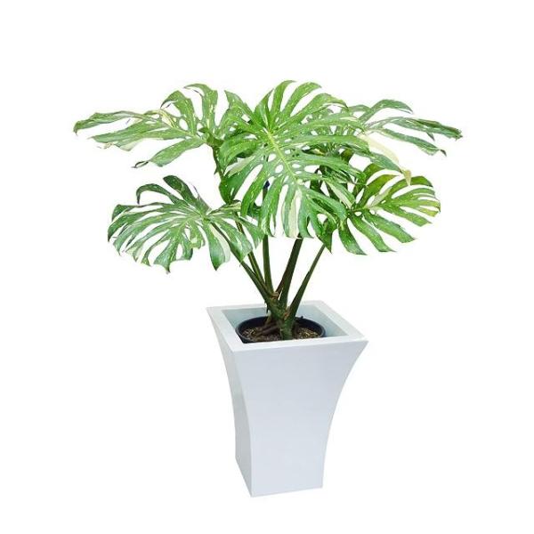 モンステラ デリシオサ マーベラスキング Buyee Buyee 日本の通販商品 オークションの代理入札 代理購入