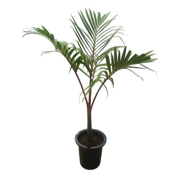 観葉植物 トックリヤシ Diy 工具の人気商品 通販 価格比較 価格 Com