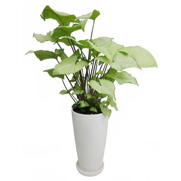 シンゴニウム 観葉植物の人気商品 通販 価格比較 価格 Com