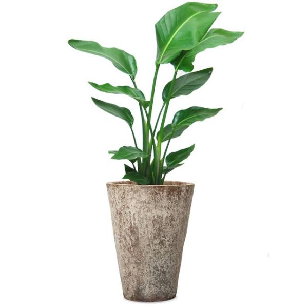 観葉植物 オーガスタ 8号の人気商品 通販 価格比較 価格 Com