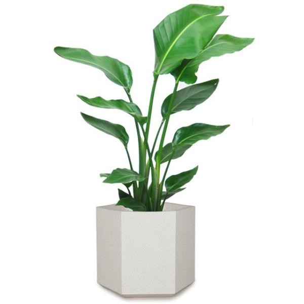 観葉植物 オーガスタ 8号の人気商品 通販 価格比較 価格 Com