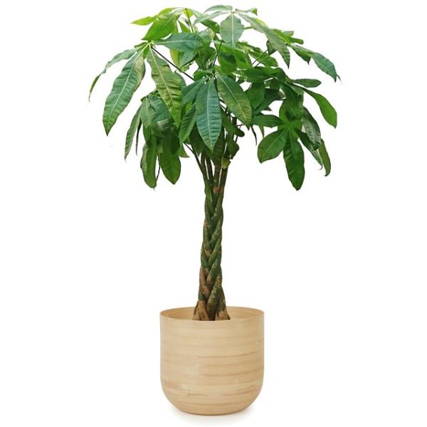 観葉植物 8号 パキラの人気商品 通販 価格比較 価格 Com