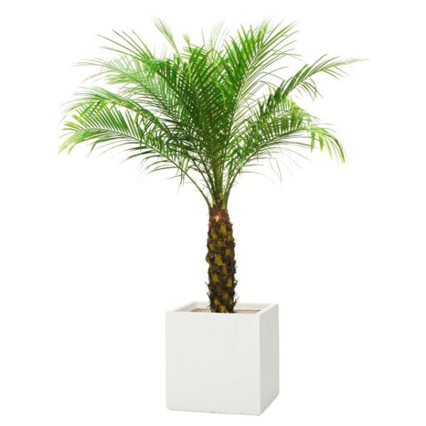 観葉植物 フェニックス 8号の人気商品 通販 価格比較 価格 Com