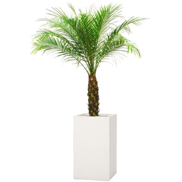 フェニックス 観葉植物の人気商品 通販 価格比較 価格 Com