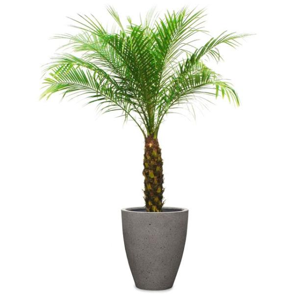 フェニックス 観葉植物の人気商品 通販 価格比較 価格 Com