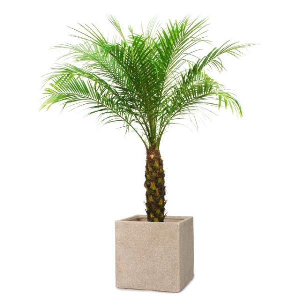 観葉植物 フェニックスロベレニーの人気商品 通販 価格比較 価格 Com