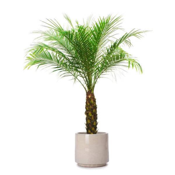 観葉植物 フェニックスロベレニーの人気商品 通販 価格比較 価格 Com