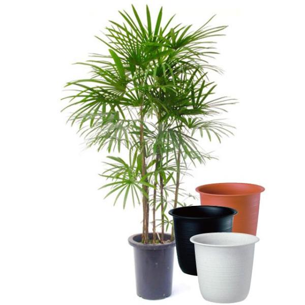 観葉植物 10号 シュロチクの人気商品 通販 価格比較 価格 Com