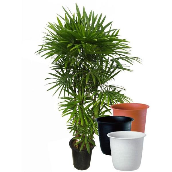観葉植物 10号 シュロチクの人気商品 通販 価格比較 価格 Com