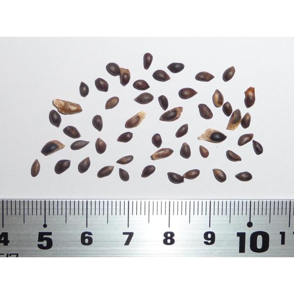 hitreecs-pro_103593942321