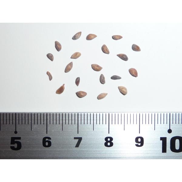 アカエゾマツ＜赤蝦夷松＞ 種子20粒 Sachalin spruce 20 seeds : H.I.