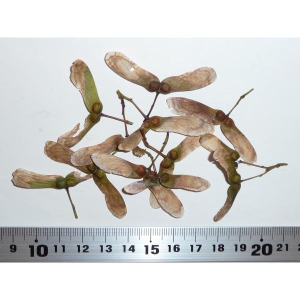 モミジ・タキノガワ＜滝野川＞ 種子20粒 Taki-no-gawa Japanese maple 20 seeds
