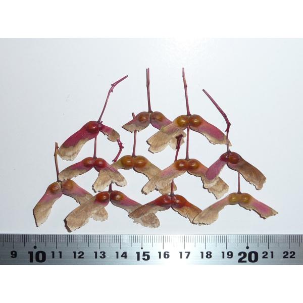 モミジ・ノムラ＜野村＞ 種子20粒 Nomura Japanese red maple 20 seeds