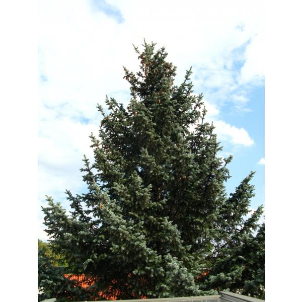 銀葉コロラドトウヒ プンゲンストウヒ コロラド州サンファン産 種子50粒 Colorado Blue Spruce Co San Juan 50 Seeds Buyee Buyee Japanese Proxy Service Buy From Japan Bot Online