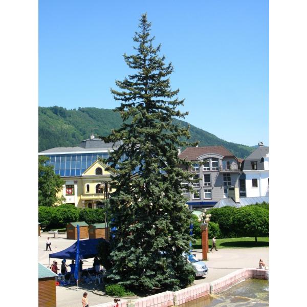 銀葉コロラドトウヒ プンゲンストウヒ コロラド州サンファン産 種子50粒 Colorado Blue Spruce Co San Juan 50 Seeds Buyee Buyee Japanese Proxy Service Buy From Japan Bot Online