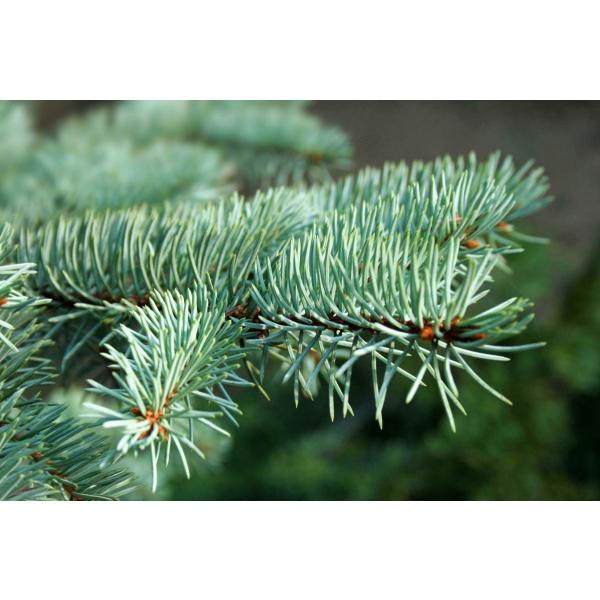 銀葉コロラドトウヒ プンゲンストウヒ コロラド州サンファン産 種子50粒 Colorado Blue Spruce Co San Juan 50 Seeds Buyee 日本代购平台 产品购物网站大全 Buyee一站式代购 Bot Online