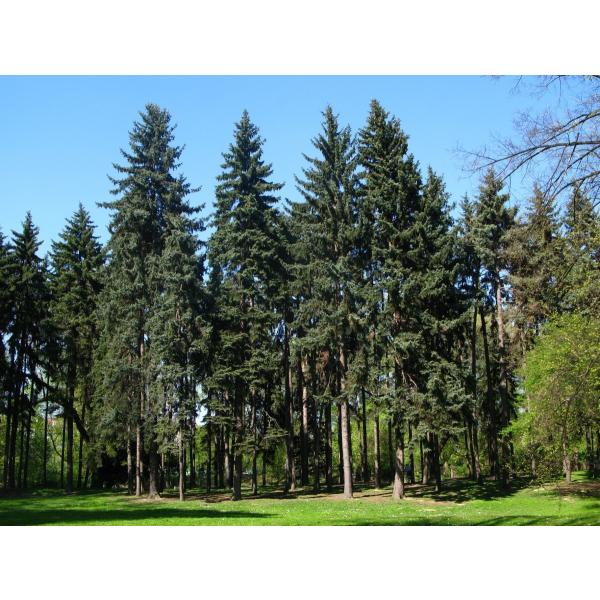 銀葉コロラドトウヒ プンゲンストウヒ コロラド州サンファン産 種子50粒 Colorado Blue Spruce Co San Juan 50 Seeds Buyee 日本代购平台 产品购物网站大全 Buyee一站式代购 Bot Online