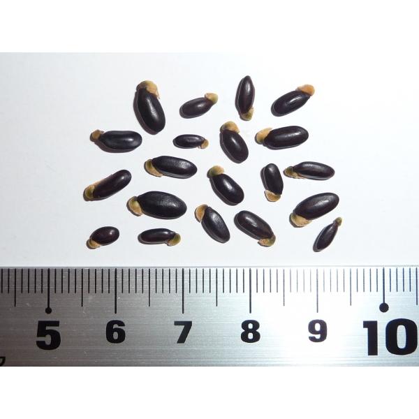 アカシア種子 500粒+ ac500