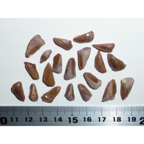 キリキアモミ 種子20粒 Cilician fir 20 seeds