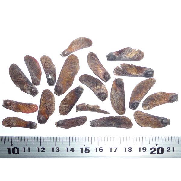 モミジ・オウゴンイタヤ＜黄金イタヤ＞ 種子20粒 Golden full moon