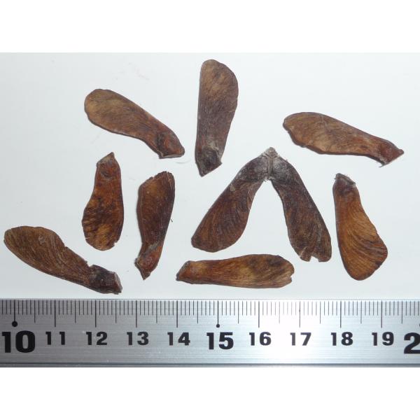 孔雀15 ハウチワカエデ・マイクジャク＜舞孔雀＞ 種子10粒 Fern-leaved