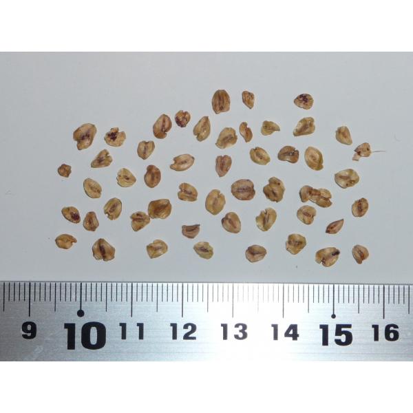 メタセコイア（アケボノスギ） 種子50粒 Dawn redwood 50 seeds : H.I.