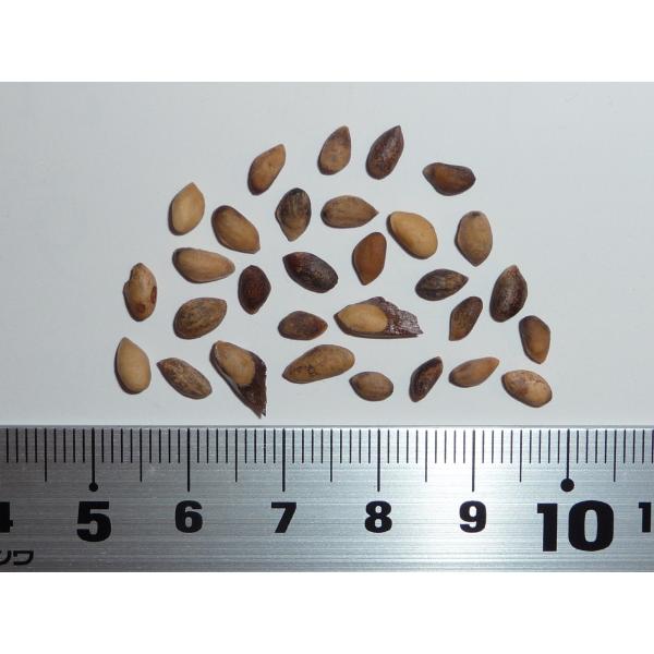 ヨーロッパクロマツ＜欧州黒松＞・ピラミダリス 種子30粒 Pyramidal Autrian pine 30 seeds  C's !店 通販 