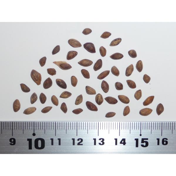 アカマツ＜赤松＞ ［中国産］ 種子50粒 Japanese red pine China 50