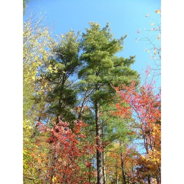 ストローブマツ ストローブ松 ニューヨーク州産 種子30粒 Eastern White Pine New York 30 Seeds Buyee Buyee Jasa Perwakilan Pembelian Barang Online Di Jepang