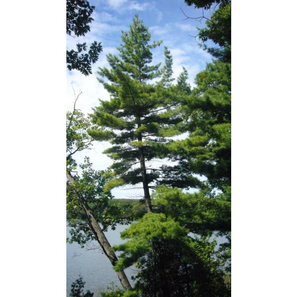ストローブマツ ストローブ松 ニューヨーク州産 種子30粒 Eastern White Pine New York 30 Seeds Buyee Buyee Jasa Perwakilan Pembelian Barang Online Di Jepang