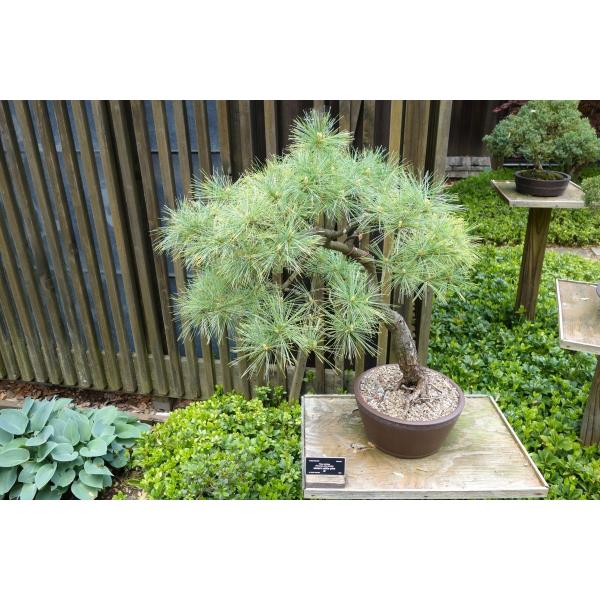 ストローブマツ ストローブ松 ニューヨーク州産 種子30粒 Eastern White Pine New York 30 Seeds Buyee Servis Zakupok Tretim Licom Buyee Pokupajte Iz Yaponii