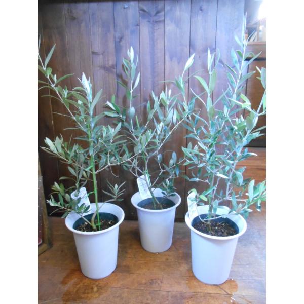 オリーブ 観葉植物 インテリアグリーン プレゼント 庭木 シンボルツリー Buyee Buyee Japanese Proxy Service Buy From Japan Bot Online