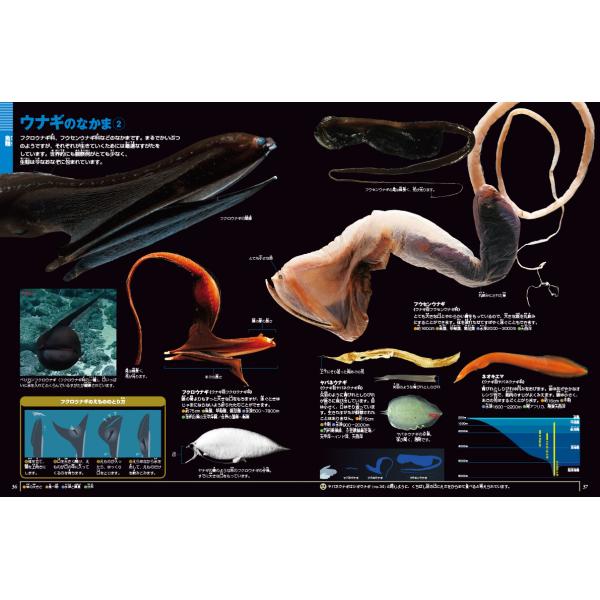 本 図鑑集 小学館 深海シリーズ 小学館の図鑑NEO) 深海生物 DVDつき | JChereヤフーショッピング